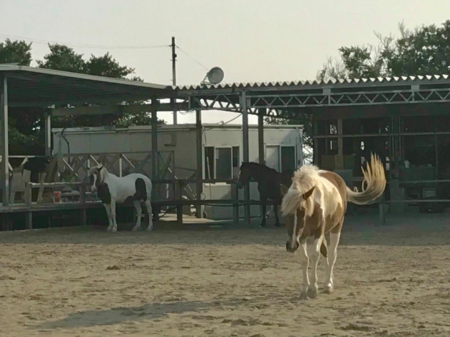 発達支援センター海馬　お馬さん